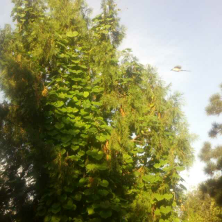 早上随心——喇叭花把松树侵略了，小鸟闯入镜头，居然像……