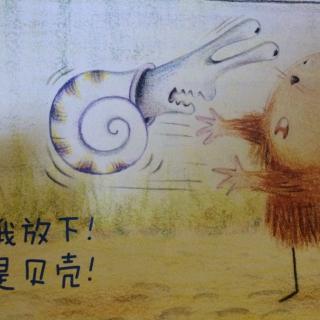 奇怪的贝壳🐚