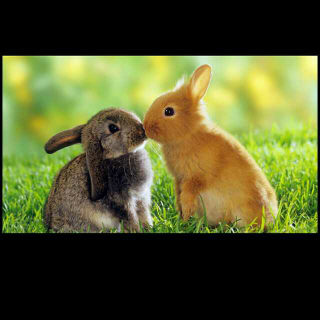 小白兔找妈妈