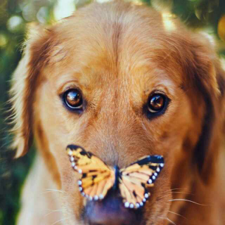 小野狗跟小蝴蝶