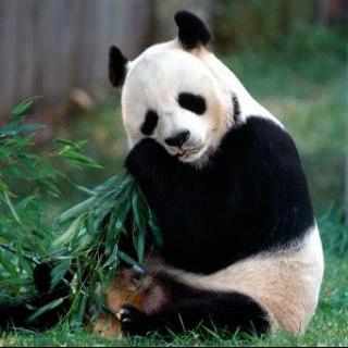 【爱科学，从娃娃抓起】爱吃竹子的大熊猫
