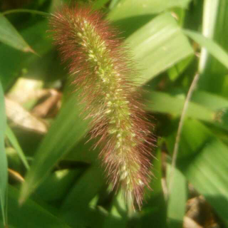 早上随心——狗尾巴草和狼尾巴草？命名我的专属河流！童年！