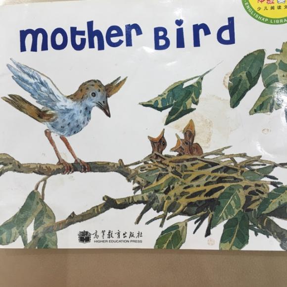 mother bird