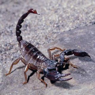 朗格多克蝎子图片