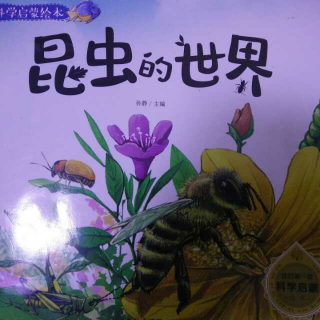 昆虫的世界