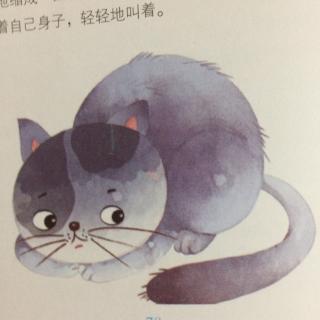 花菲尔是流浪猫