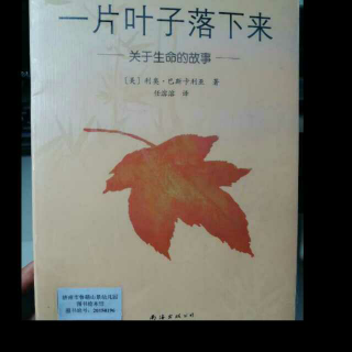 绘本《一片叶子落下来》下