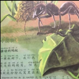 骚动的蚂蚁🐜