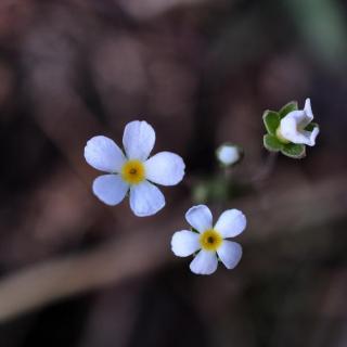 无名的小花--顾城