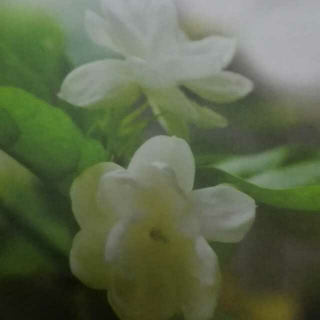 茉莉花