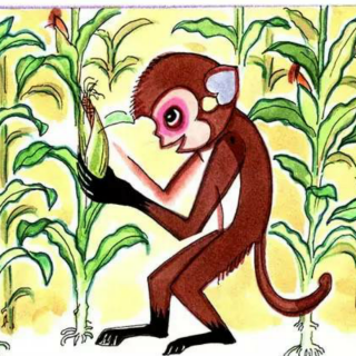 猴哥猴弟种玉米
