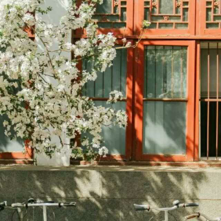[SFTV]北京的秋天，木樨香如故