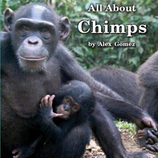 【听故事学英语】《All About Chimps 关于黑猩猩那些事》