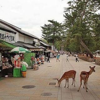 当地人讲日本第11期：在奈良与神鹿来一场亲密接触