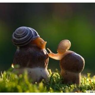 幸福的滋味儿：《追寻幸福的蜗牛》---佩佩