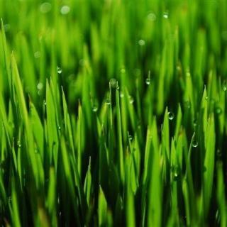 Rain on the green grass--童谣