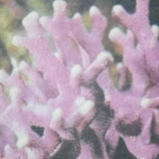 五彩的花虫--珊瑚虫🐛