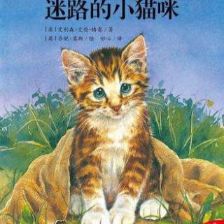 迷路的小猫咪