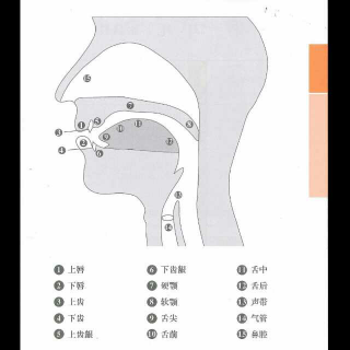 跟着Evan学音标 