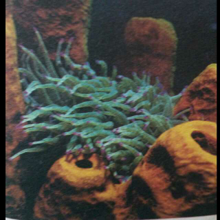 美丽的海葵花--海葵