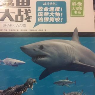 董晨曦 鲨鱼大战 整理篇