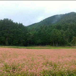 《红荞麦》子鱼