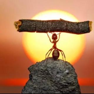 哲理 #小小的蚂蚁与大大的智慧#