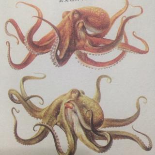 张牙舞爪的章鱼