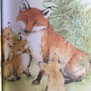【李媛讲故事】130《春田狐的爱》第二集《狐狸妈妈的教诲》
