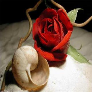 [智利]佩·普拉多：每年10月 当玫瑰花开的时候