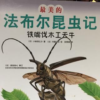 蓓蓓讲故事 《最美的法布尔昆虫记》 - 铁嘴伐木工天牛