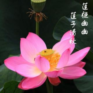 莲梗幽幽，莲子清秋