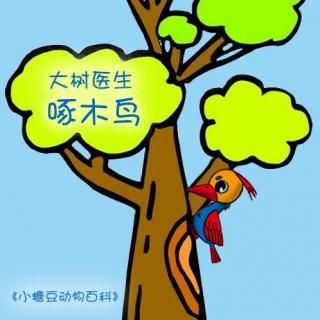 【动物百科】大树医生啄木鸟