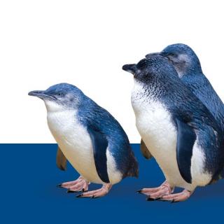 Issue 55 世界上最小的小蓝企鹅(知识普及小讲堂）