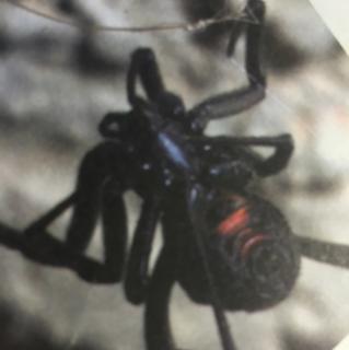 《张十二讲危险动物》黑寡妇蜘蛛（下）