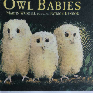 OWL BABIES