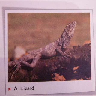 和美国小学生一起学 Unit4 lizard