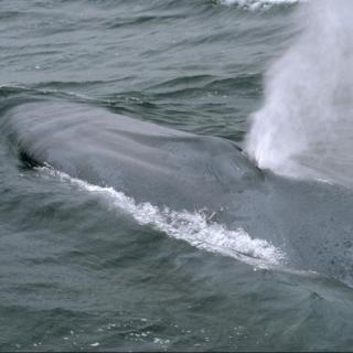 蓝鲸为什么要定期潮喷