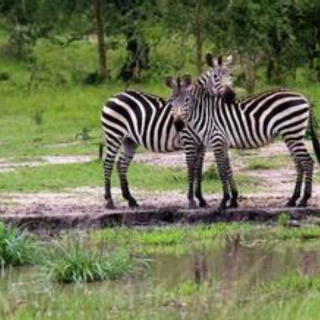 How zebras got their stripes