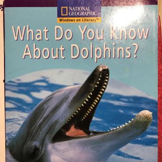 What do you know about Dolphins?