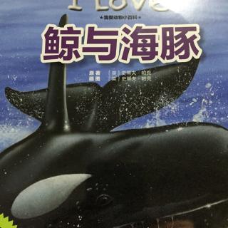 Momo妈妈讲故事  I love 鲸与海豚