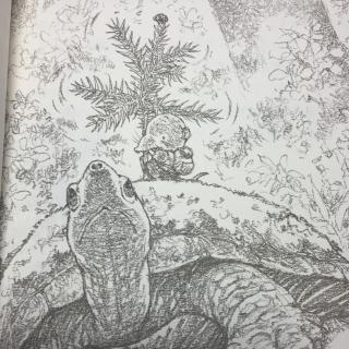 3.驮杉树的乌龟20161018
