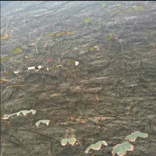 念及你，也无风雨也无晴