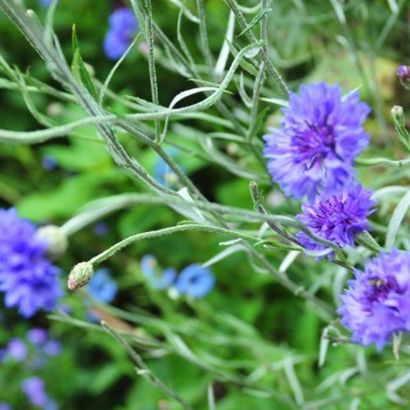 生辰花-黄矢车菊