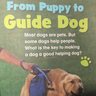 From puppy to guide dog