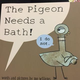 the pigeon  needs  a  bath  !