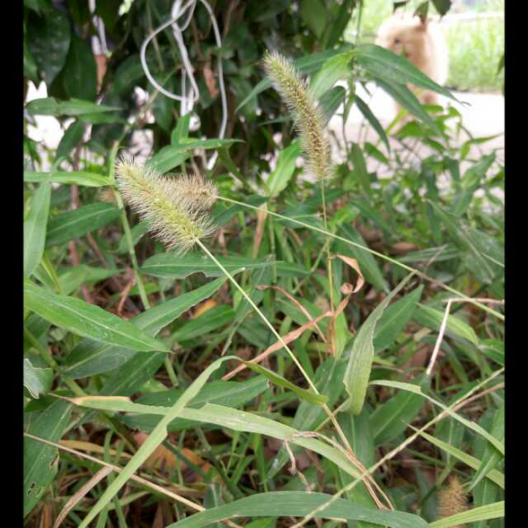 34 感谢收听,期待你对本期节目的评论留言哦～ 上一期:《南柯一梦》