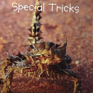Special Tricks