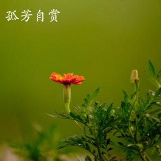 灵魂之旅（散文）之孤芳自赏