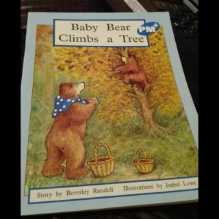 baby bear climbs a tree